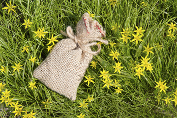 a small canvas bag on the background of a blossoming Gagea
