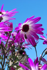 Strahlenaster