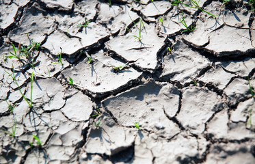 vertrocknete Erde und Gras