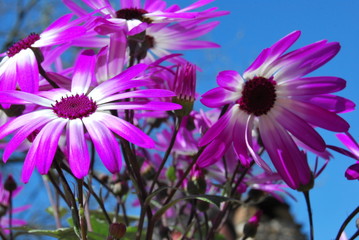 Strahlenaster