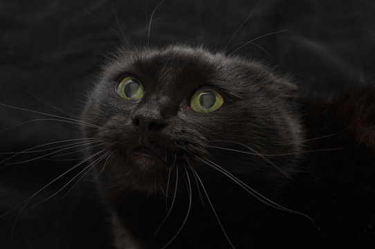 Malicious black cat on a black background