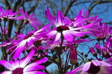 Strahlenaster