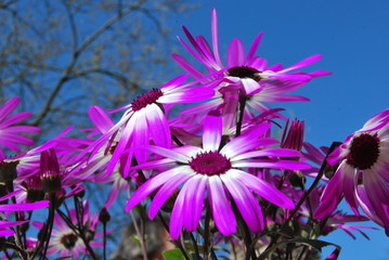 Strahlenaster