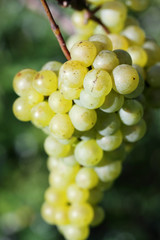 grappe de raisin blanc