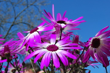 Strahlenaster