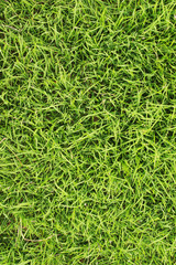 Green glass field texture