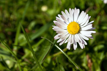 kleines Gänseblümchen