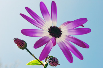 Strahlenaster