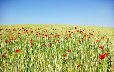 Papoilas no campo de trigo.