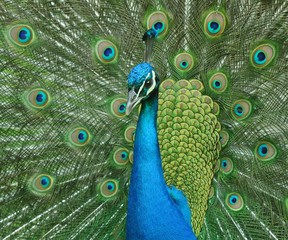 Peacock displaying looking to the left