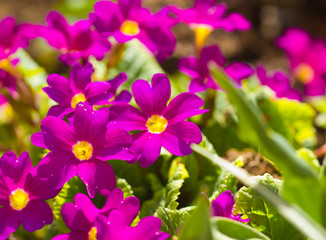 Pink flower