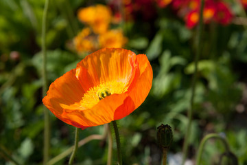 Fototapeta premium coquelicot