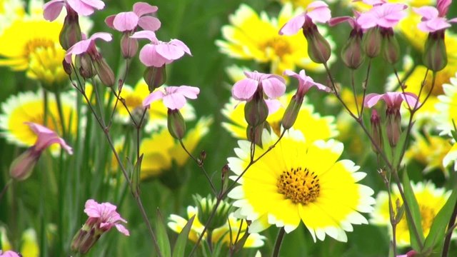 Fleur rose de Saponaire des vaches
