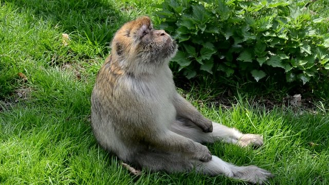 Berberaffe