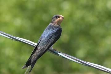 swallow