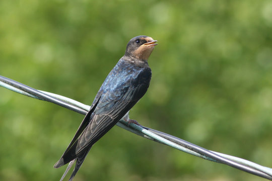 swallow