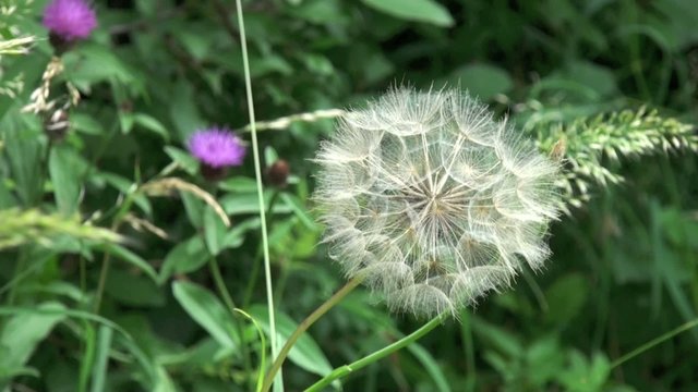Salsifis des pr&eacute;s ou fleur de pissenlit dans un grand vent