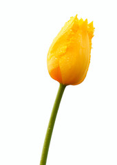 Yellow tulip with drops