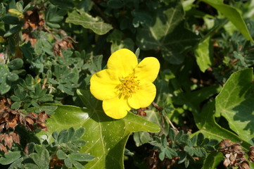 G&auml;nse- Fingerkraut