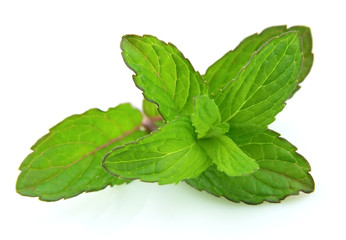 Fresh green mint