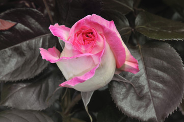 rose solitaire