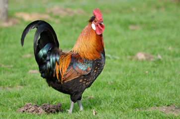 Coq de profil sur l'herbe