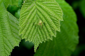getarnte grüne Spinne auf Blatt