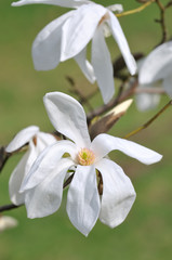 Fototapeta premium White Magnolia Flower, Wada's Memory