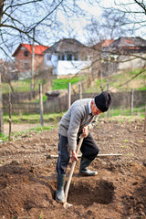 Old farmer digging in the garden