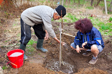 Senior farmer and daughter planting trees