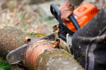 Lumberjack cutting a tree trunk with chainsaw