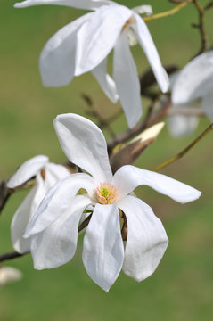 White Magnolia Flower, Wada's Memory