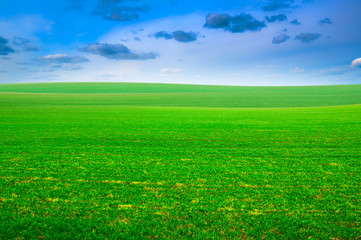 spring green field
