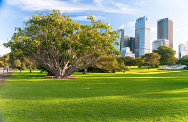 sydney skyline