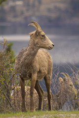 Portrait of wild bighorn sheep in spring in Kelowna