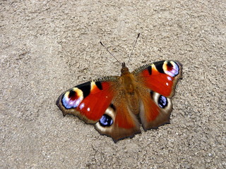 Peacock butterfly on ground