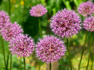 Allium Zwiebelpflanze