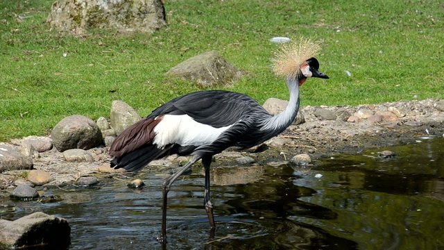 Kronenkranich