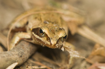Rana temporaria