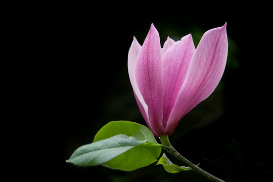 Fototapeta Magnolia Flower