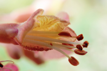 Fototapeta na wymiar Chestnut kwiat - macro