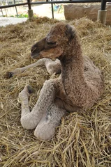 Photo sur Plexiglas Chameau bébé chameau arabe