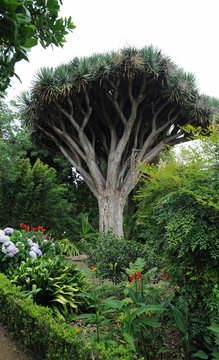 Dragonnier du jardin botanique de la Orotava