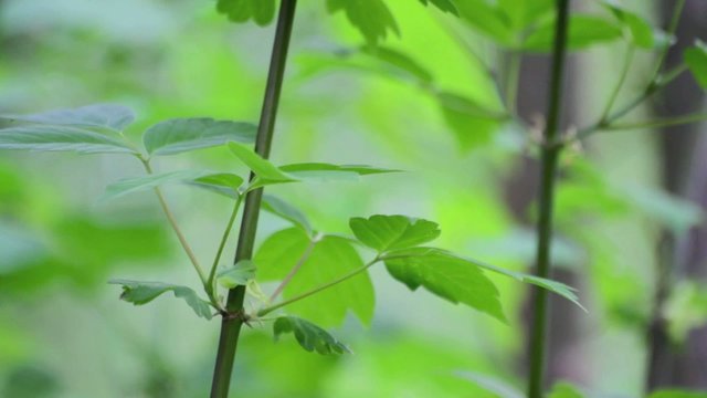 junger pflanzentrieb im wald