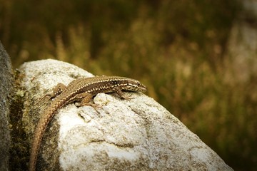 Lézard sur un rocher