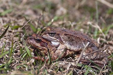 The pairing of frogs Rana arvalis