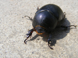 black bug