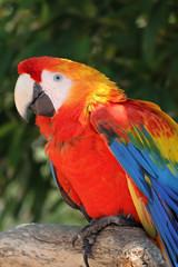 Parrot