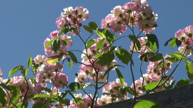 Rosier grimpant 'Apple Blossom' sur un ciel bleu
