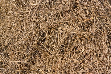 Naklejka premium Straw